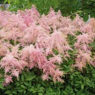 Fireworks Pink Astilbe Thumbnail